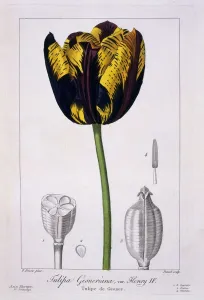 Plant Plants Prints: Tulip: King Henry IV. pub. 1836. Creator: Panacre Bessa (1772-1846)