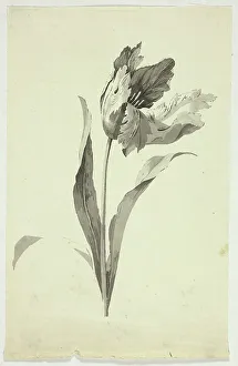 Mongin Pierre Antoine Prints: Tulip, n.d. Creator: Pierre Antoine Mongin