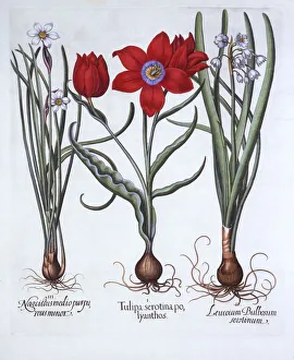 Tulip, Spring Snowflake and Narcissus, from Hortus Eystettensis, by Basil Besler (1561-1629)