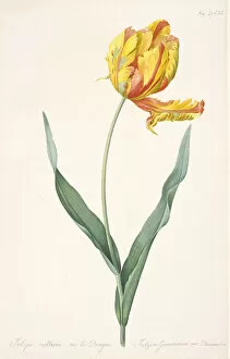 Tulipa Gesneriana var. Dracontia (Parrot Tulip), 1816. Creator: Redouté
