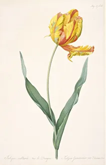 Tulipa Gesneriana var. Dracontia (Parrot Tulip), 1816. Private Collection Tulipa Gesneriana var. Dracontia (Parrot Tulip), 1816. Creator: Redouté