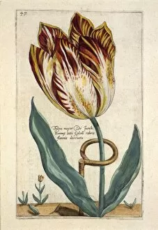 Tulipa Mayor Do Jacobi Bommy, 1614