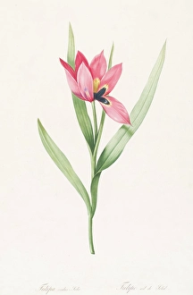 Tulipa Prints: Tulipe Oeil de Soleil, 1802-1816. Creator: De Gouy