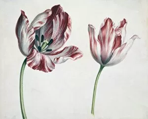 Stamen Gallery: Tulips