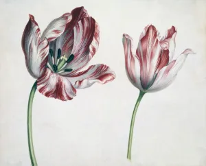 Stigma Prints: Tulips