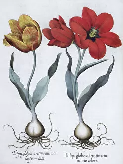 Basil Gallery: Tulips, 1613