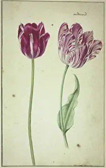 Tulipa Prints: Two tulips, 17th century. Creator: Unknown
