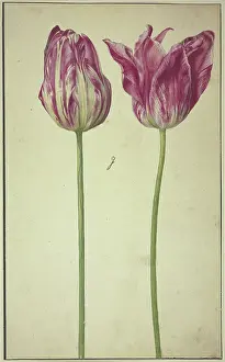 Tulipa Prints: Two tulips, 17th century. Creator: Unknown