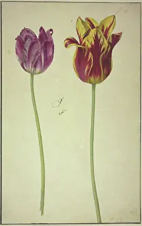 Tulipa Prints: Two tulips, 17th century. Creator: Unknown