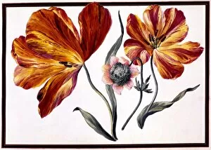 Stamen Gallery: Tulips and Anenome, c. 1690