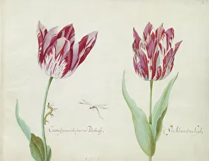 Damselfly Prints: Two tulips with caterpillar and damselfly, 1637. Creator: Jacob Marrel