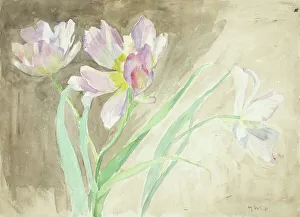 Wiik Maria Prints: Tulips. Creator: Maria Wiik