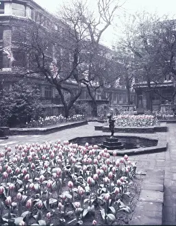 Tulipa Prints: Tulips in the garden of the Drapers Hall