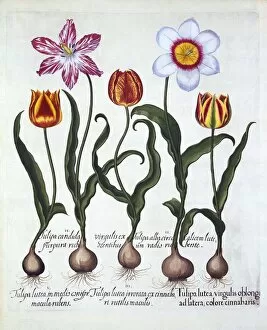 Scented Gallery: Five Tulips, from Hortus Eystettensis, by Basil Besler (1561-1629), pub. 1613
