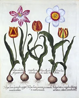 Stripe Prints: Five Tulips, from Hortus Eystettensis, by Basil Besler (1561-1629), pub. 1613