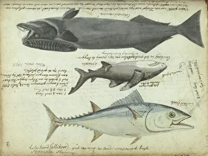 Brandes Jan Prints: Tuna (Thunnus thynnus), shark (Carcharodon carcharias) and remora (Echeneidae)