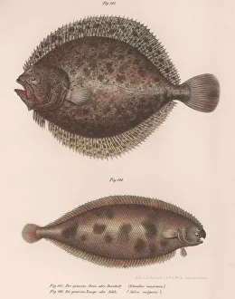 Sealife Prints: Turbot, (Rhombus maximus), Common Sole (Solea vulgaris), c. 1850s