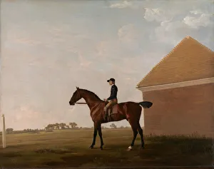 Stubbs George Prints: Turf, with Jockey up, at Newmarket, ca. 1766. Creator: George Stubbs