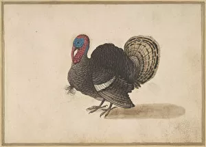 Images Dated 21st September 2020: A Turkey. Creator: Anon