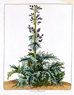 Medicinal Gallery: Turkey Rhubarb, 1798