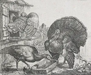 Displaying Prints: Four turkeys, 1615-1653. Creator: Simon de Vlieger