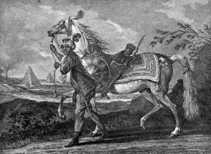Baroness Wentworth Gallery: Turkish Arabian horse, 1722 (1938)