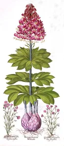 Carnation Gallery: Turks Cap Lily and Dianthus, from Hortus Eystettensis, by Basil Besler (1561-1629), pub