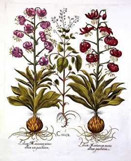 Turks Cap Lily and Enchanters Nightshade, from Hortus Eystettensis, by Basil Besler Turks Cap Lily and Enchanters Nightshade, from Hortus Eystettensis, by Basil Besler