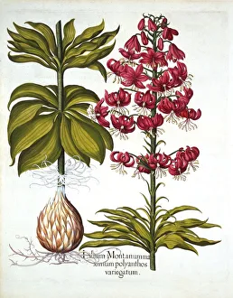 Turks Cap Lily, from Hortus Eystettensis, by Basil Besler (1561-1629), pub Turks Cap Lily, from Hortus Eystettensis, by Basil Besler (1561-1629), pub