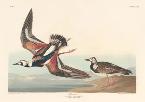 Wading Bird Gallery: Turn-stone, 1836. Creator: Robert Havell