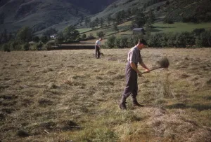 Turning hay by hand, farmer in Longdale Valley, Lake District, c1960. Artist: CM Dixon Turning hay by hand, farmer in Longdale Valley, Lake District, c1960. Artist: CM Dixon