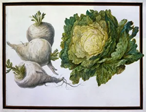 Turnip Prints: Turnip, Cabbage