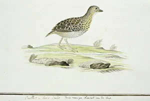 Animal Marking Prints: Turnix hottentottus (Fynbos buttonquail), c.1778. Creator: Robert Jacob Gordon