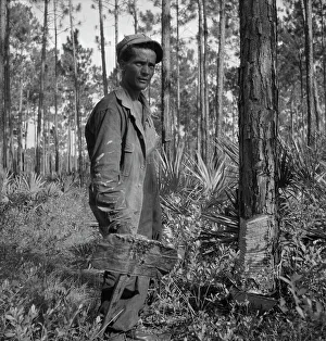 Extracting Prints: Turpentine chipper and slashed tree near Homerville