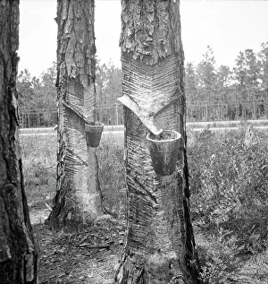 Tapping Prints: Turpentine trees, Northern Florida, 1936. Creator: Dorothea Lange
