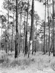 Tapping Prints: Turpentine trees in northern Florida, 1936. Creator: Dorothea Lange