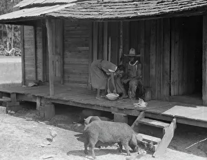 Pigs Prints: Turpentine worker's home, Georgia, 1937. Creator: Dorothea Lange