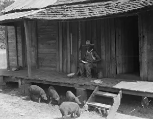 Pigs Prints: Turpentine worker's home, Georgia, 1937. Creator: Dorothea Lange