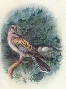 Dove Prints: Turtle-Dove - Tur tur commu nis, c1910, (1910). Artist: George James Rankin