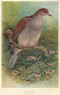 Turtle Dove (Turtur auritus), 1900, (1900). Artist: Charles Whymper