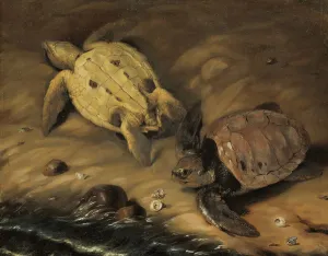 Turtle Prints: Two turtles, 1690. Creator: David Klocker Ehrenstrahl