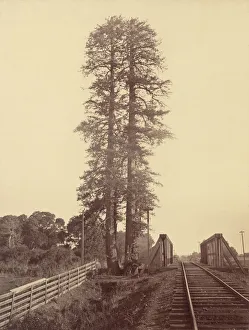 Watkins Carleton Emmons Prints: Twin Redwoods, Palo Alto, 1870. Creator: Carleton Emmons Watkins