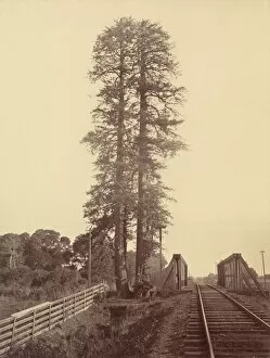 Big Tree Collection: Twin Redwoods, Palo Alto, 1870. Creator: Carleton Emmons Watkins