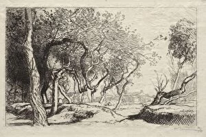 Auguste Louis Lepère Gallery: The Twisted Tree, 1915. Creator: Auguste Louis Lepere (French, 1849-1918)
