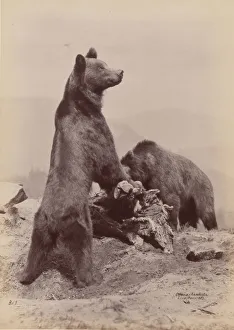 Bears Prints: [Two Bears], 1889. Creator: Ottomar Anschütz