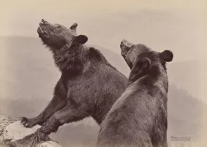 [Two Bears], 1889. Creator: Ottomar Ansch&uuml;tz