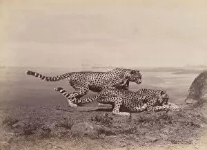 Big Cat Gallery: [Two Cheetahs], 1888. Creator: Ottomar Anschütz