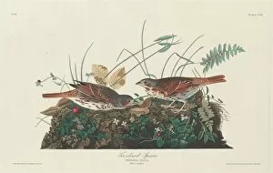 Two-colored Sparrow, 1831. Creator: Robert Havell
