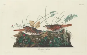 Sparrows Prints: Two-colored Sparrow, 1831. Creator: Robert Havell