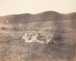 Roebuck Prints: [Two Stags and Roe Buck], ca. 1858. Creator: Horatio Ross
